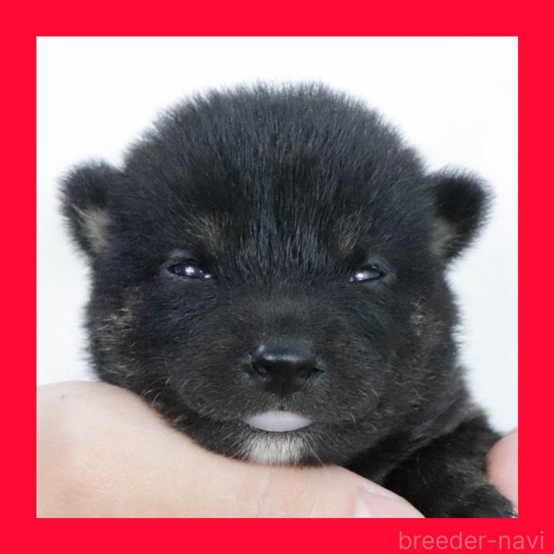 販売中の愛知県の柴犬-407006の1枚目